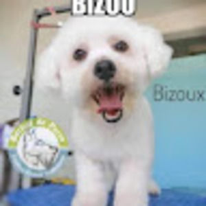 Meet your Posher, Darlene